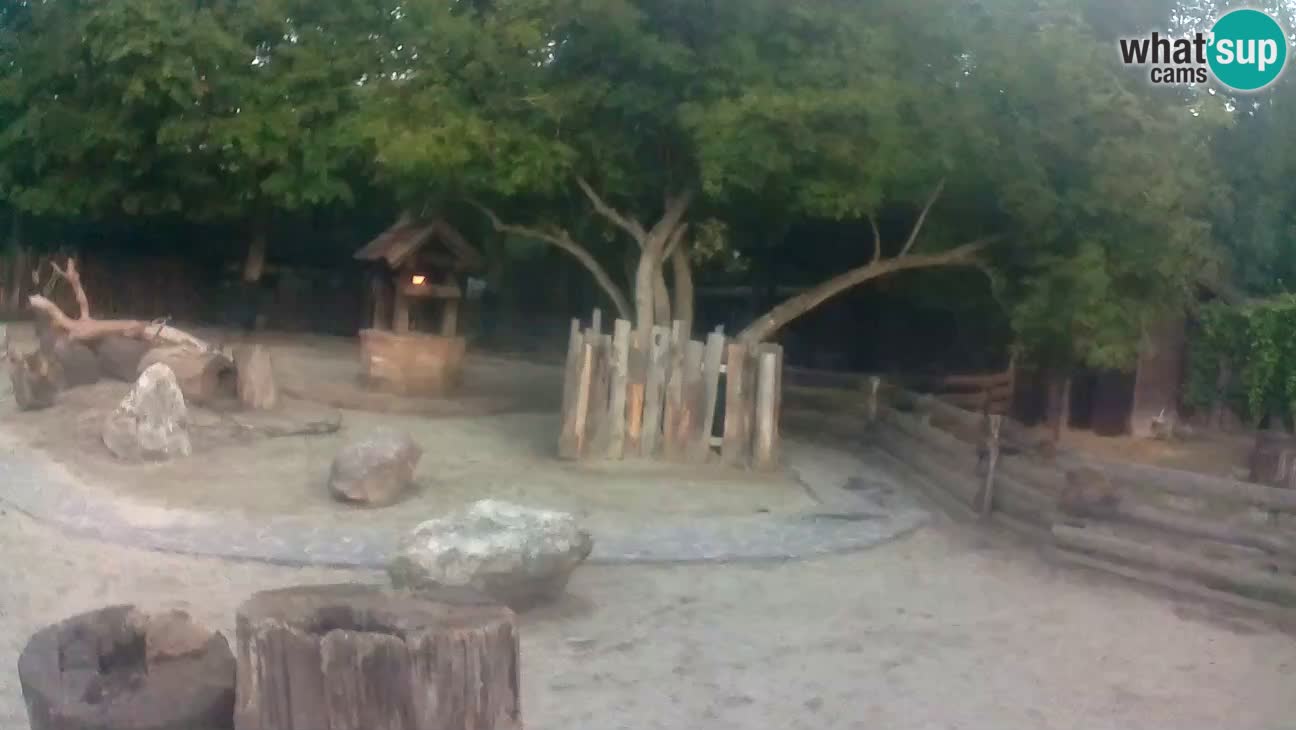 Zoo Zagreb – Haubenkapuziner