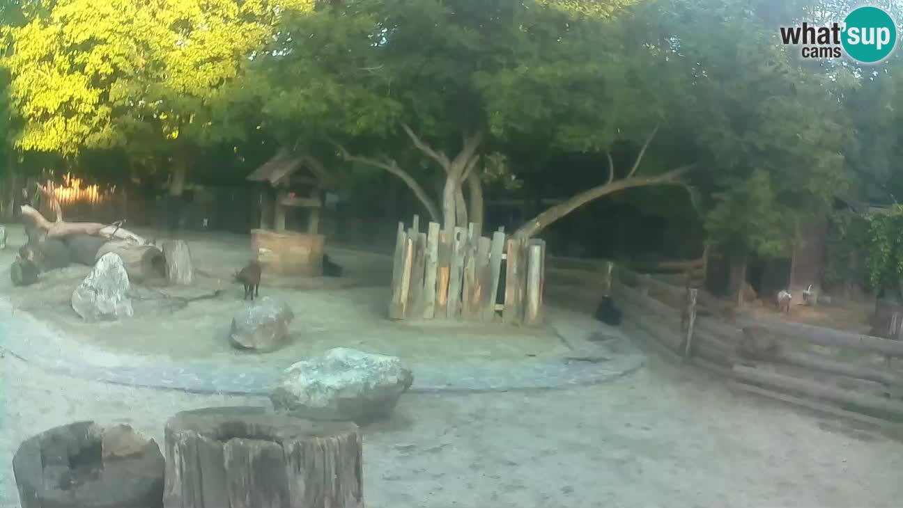 Zoo Zagreb – Cebus apella
