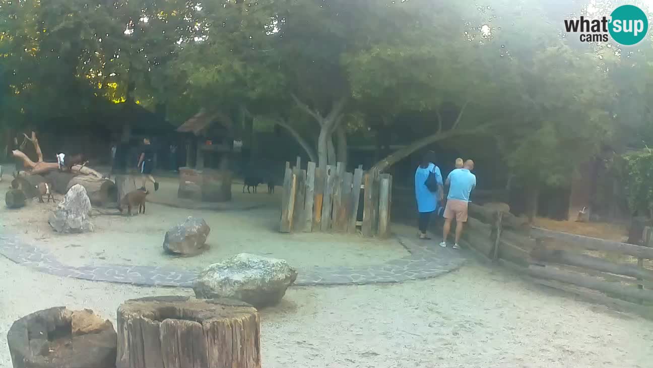 Zoo Zagreb – Brown Capuchin