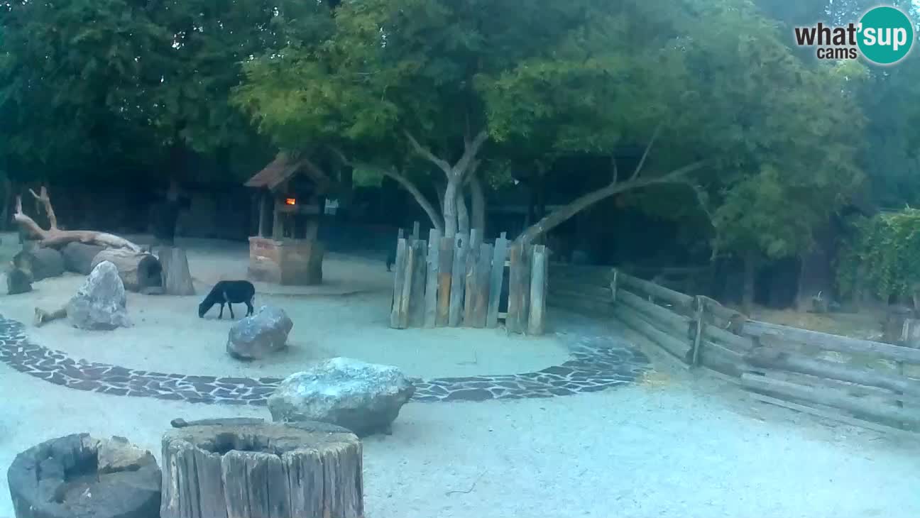 Zoo Zagreb – Brown Capuchin