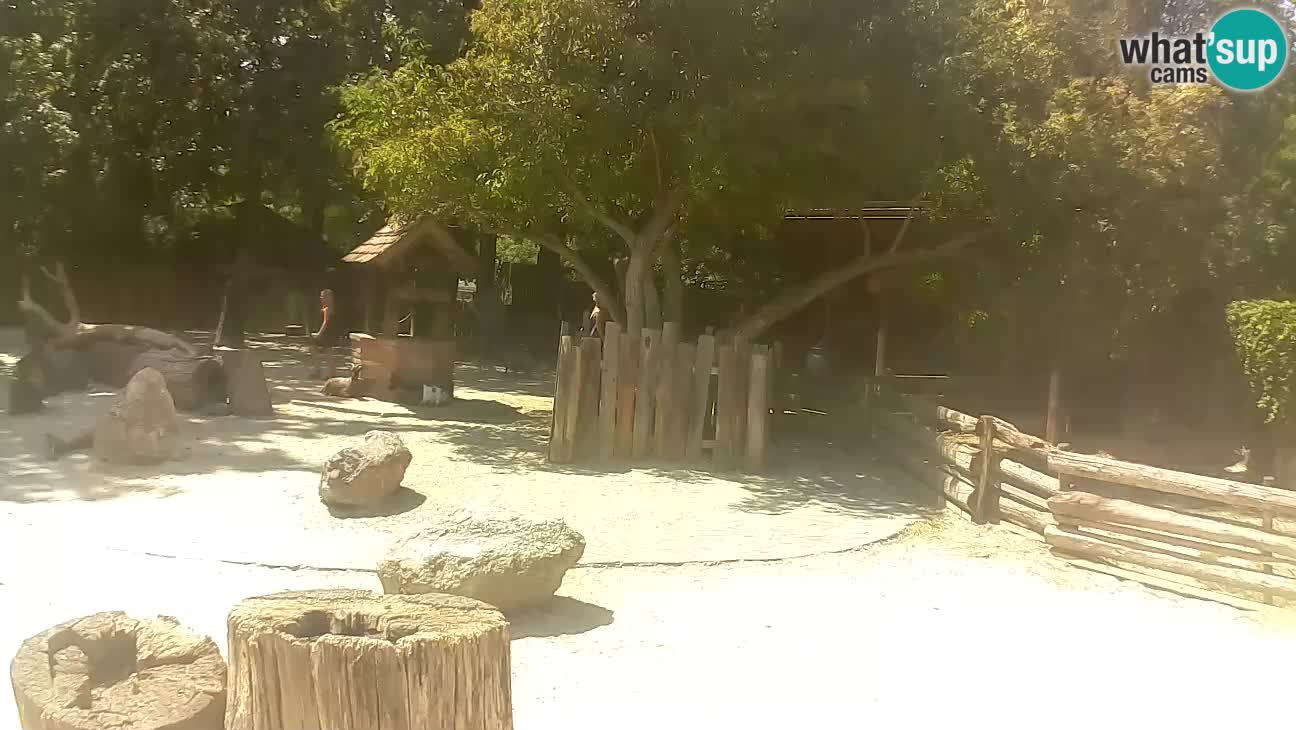 Zoo Zagreb – Rjava kapucinka