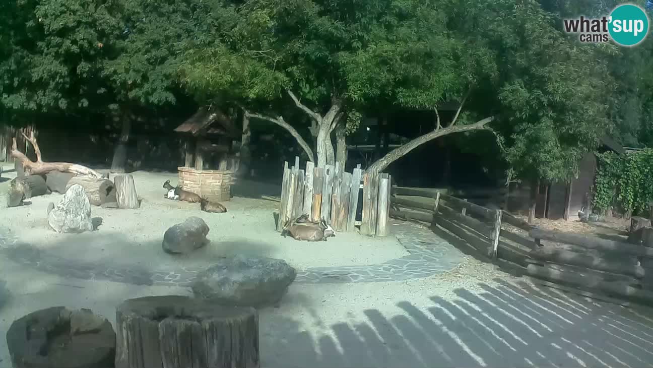 Zoo Zagreb – Brown Capuchin