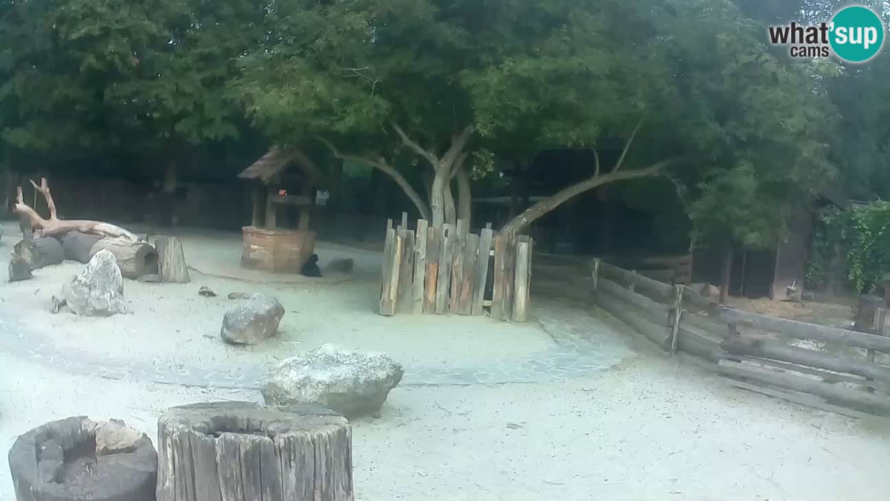Zoo Zagreb – Cebo dai cornetti