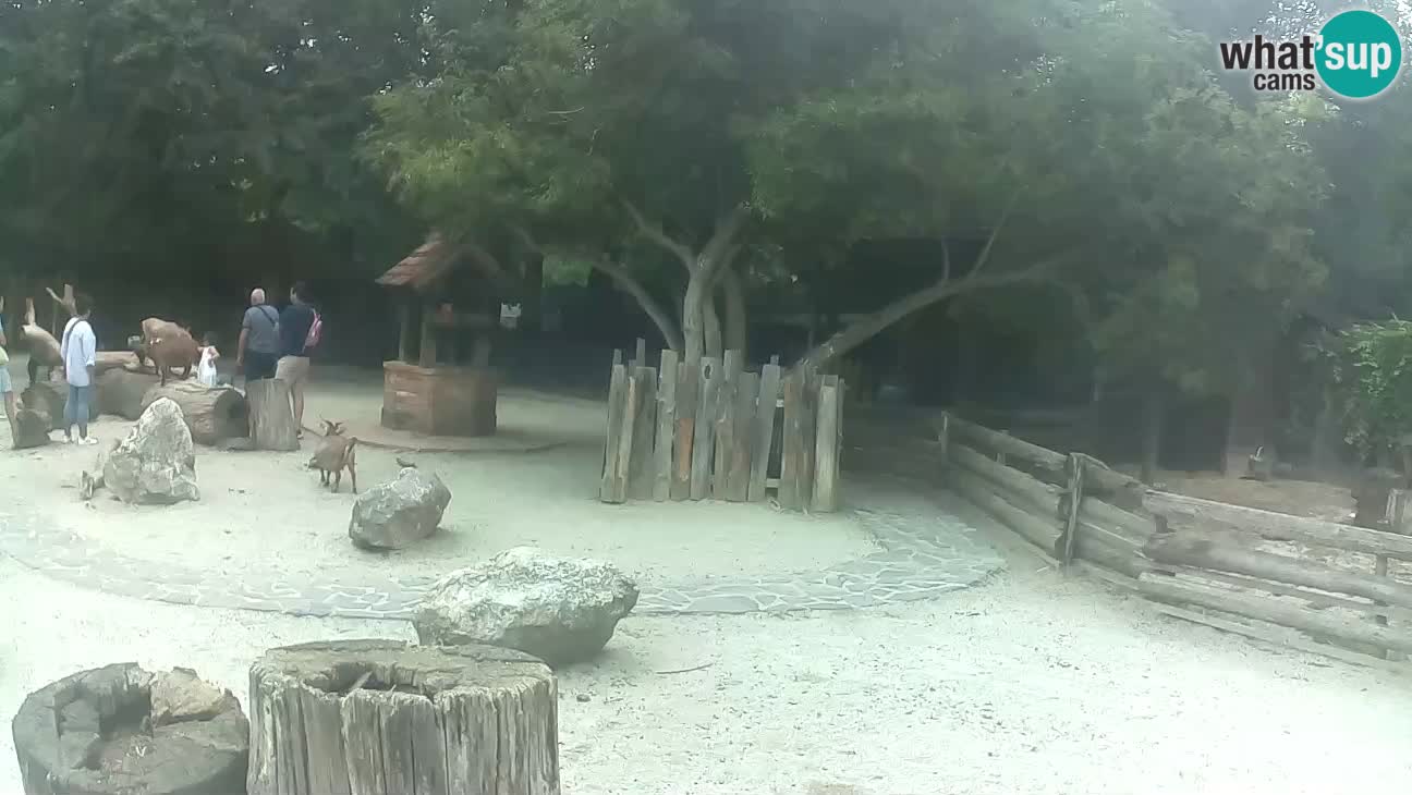 Zoo Zagreb –  Mono maicero