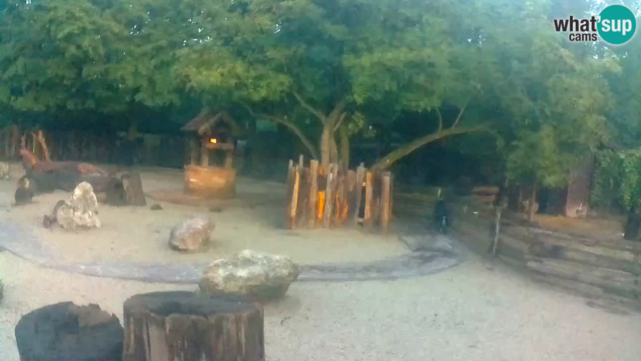 Zoo Zagreb – Brown Capuchin