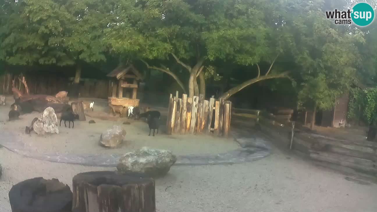 Zoo Zagreb – Brown Capuchin