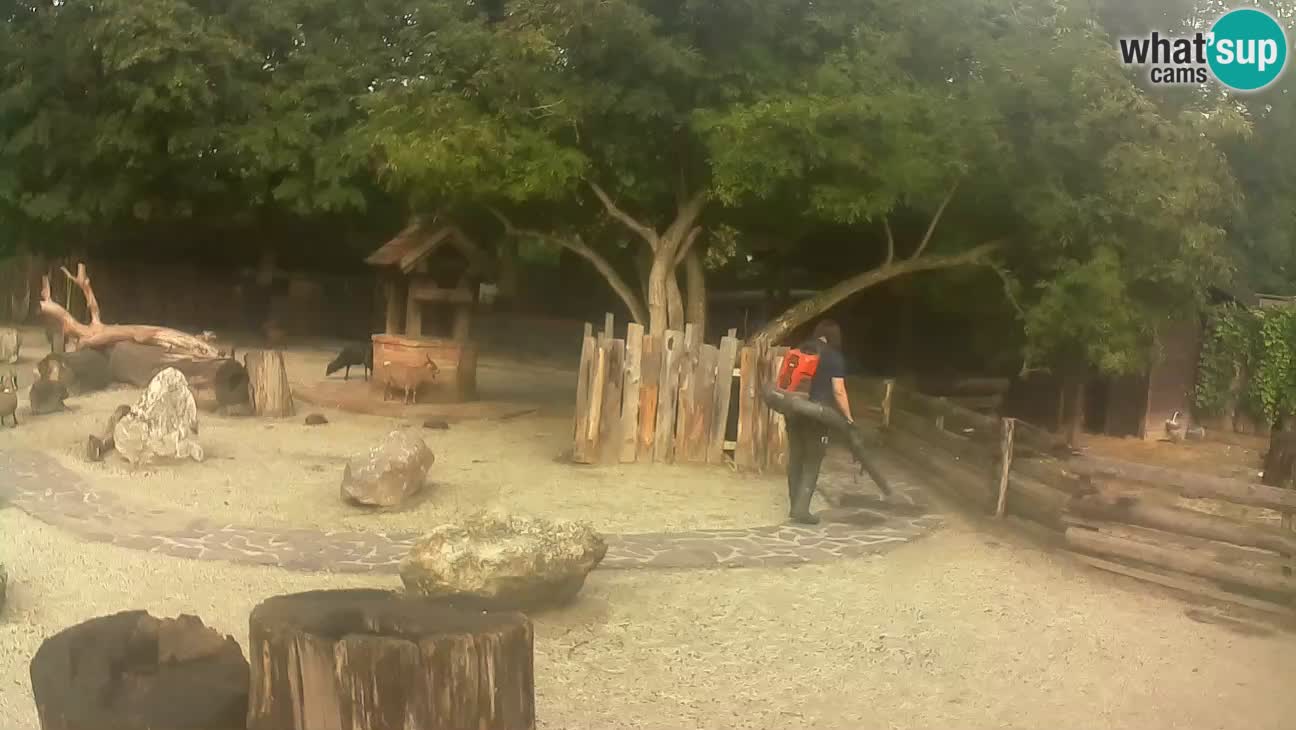 Zoo Zagreb – Brown Capuchin