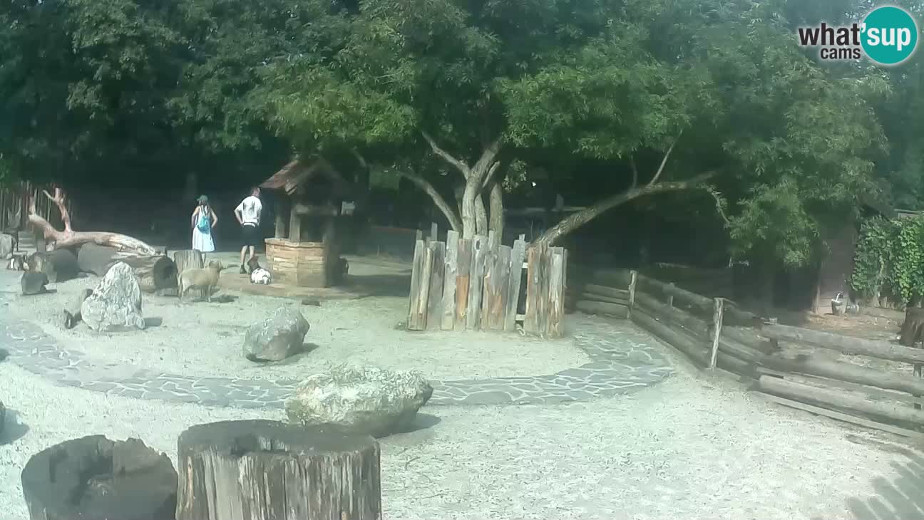 Zoo Zagreb – Brown Capuchin