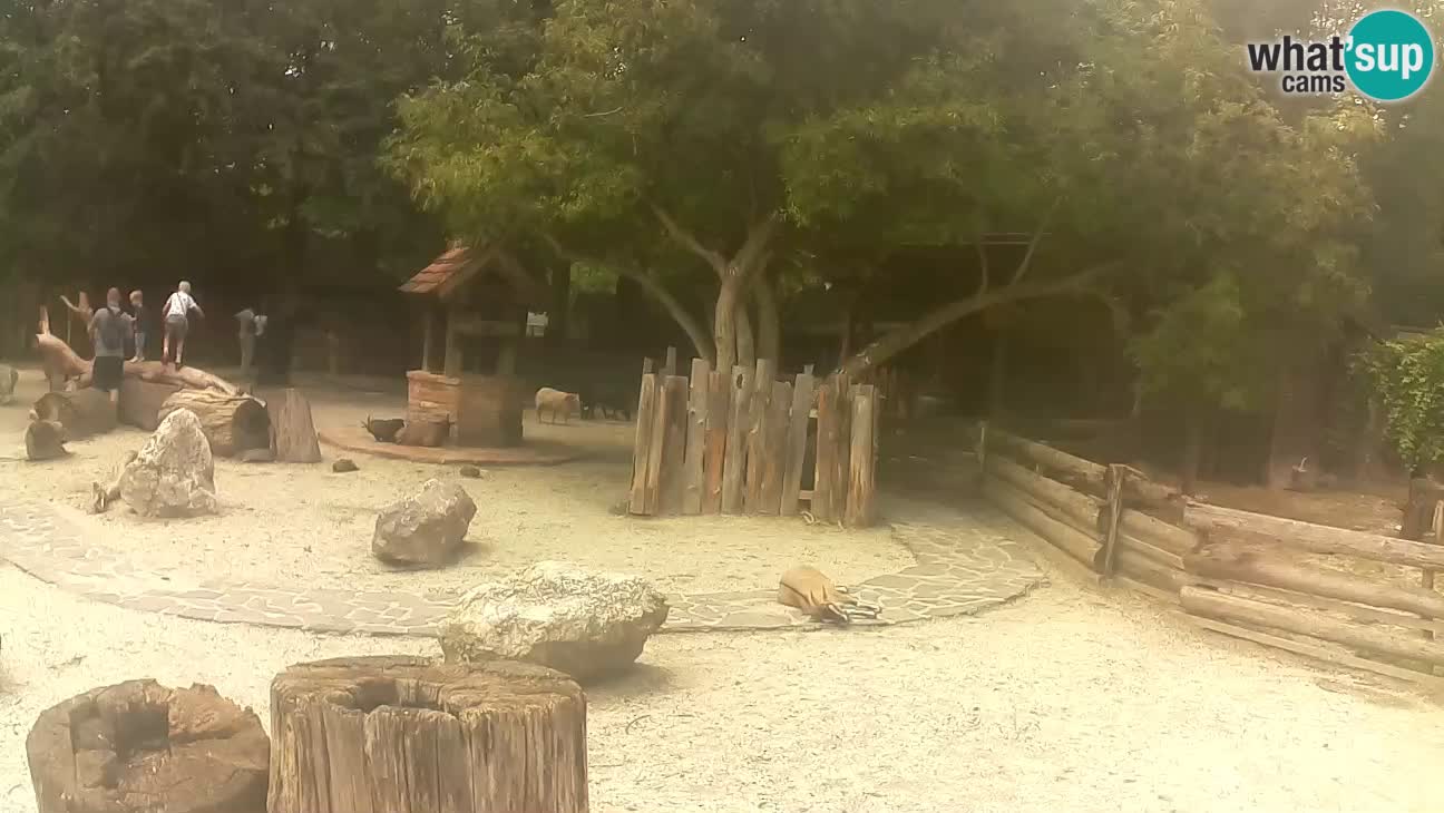 Zoo Zagreb – Brown Capuchin