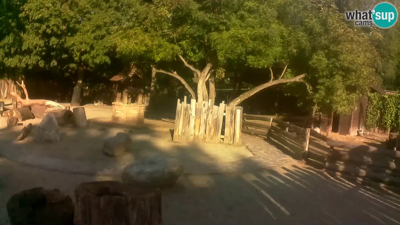 Zoo Zagreb – Brown Capuchin