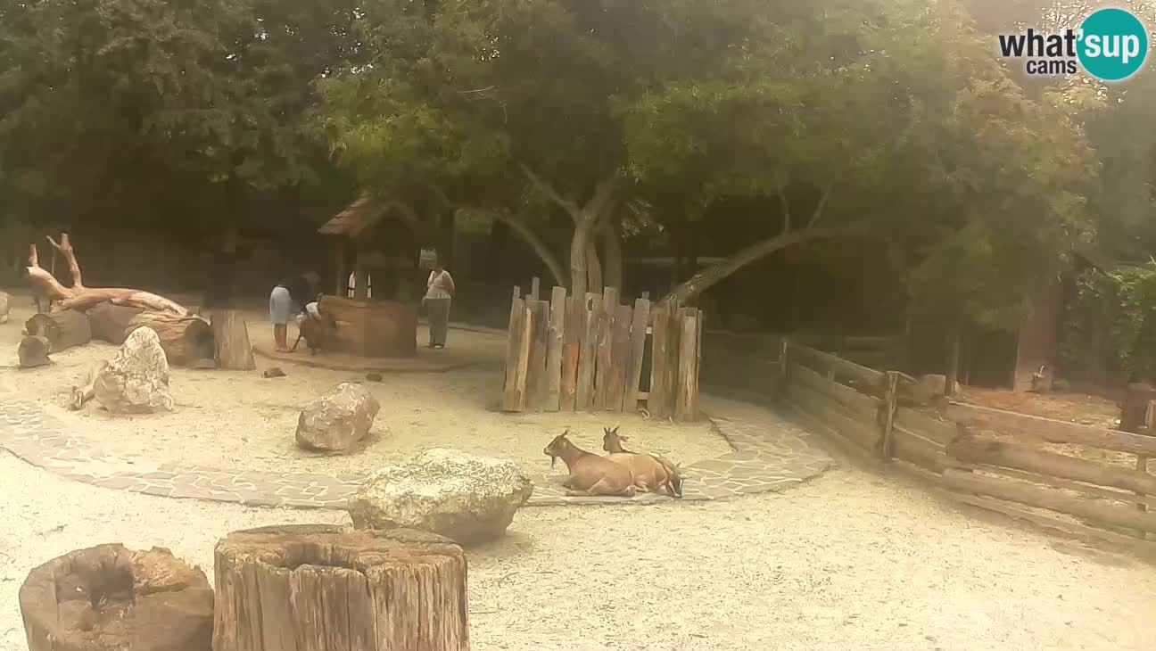 Zoo Zagreb – Brown Capuchin