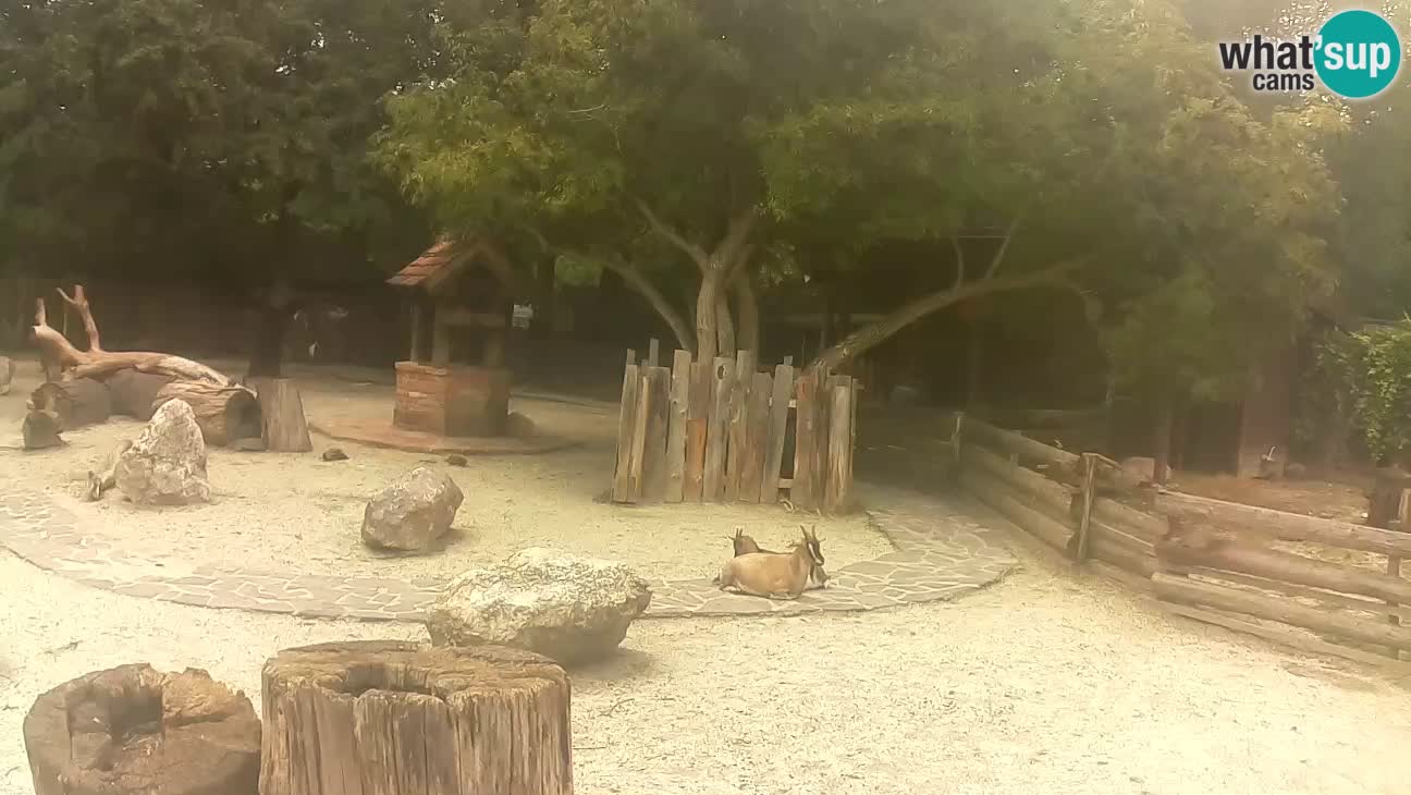 Zoo Zagreb – Brown Capuchin