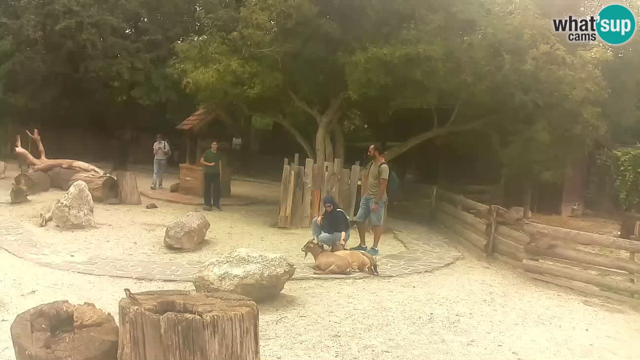 Zoo Zagreb – Cebo dai cornetti