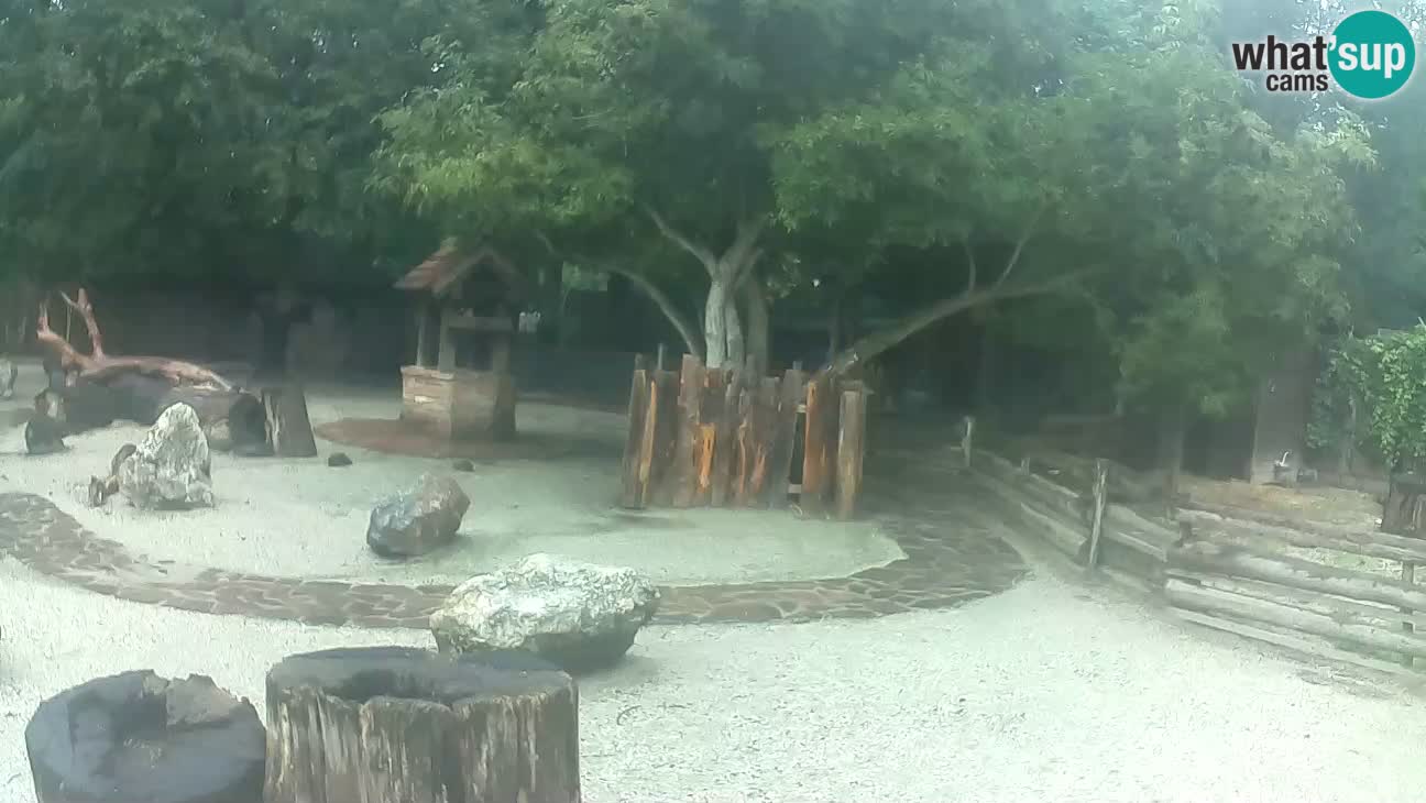 Zoo Zagreb – Brown Capuchin