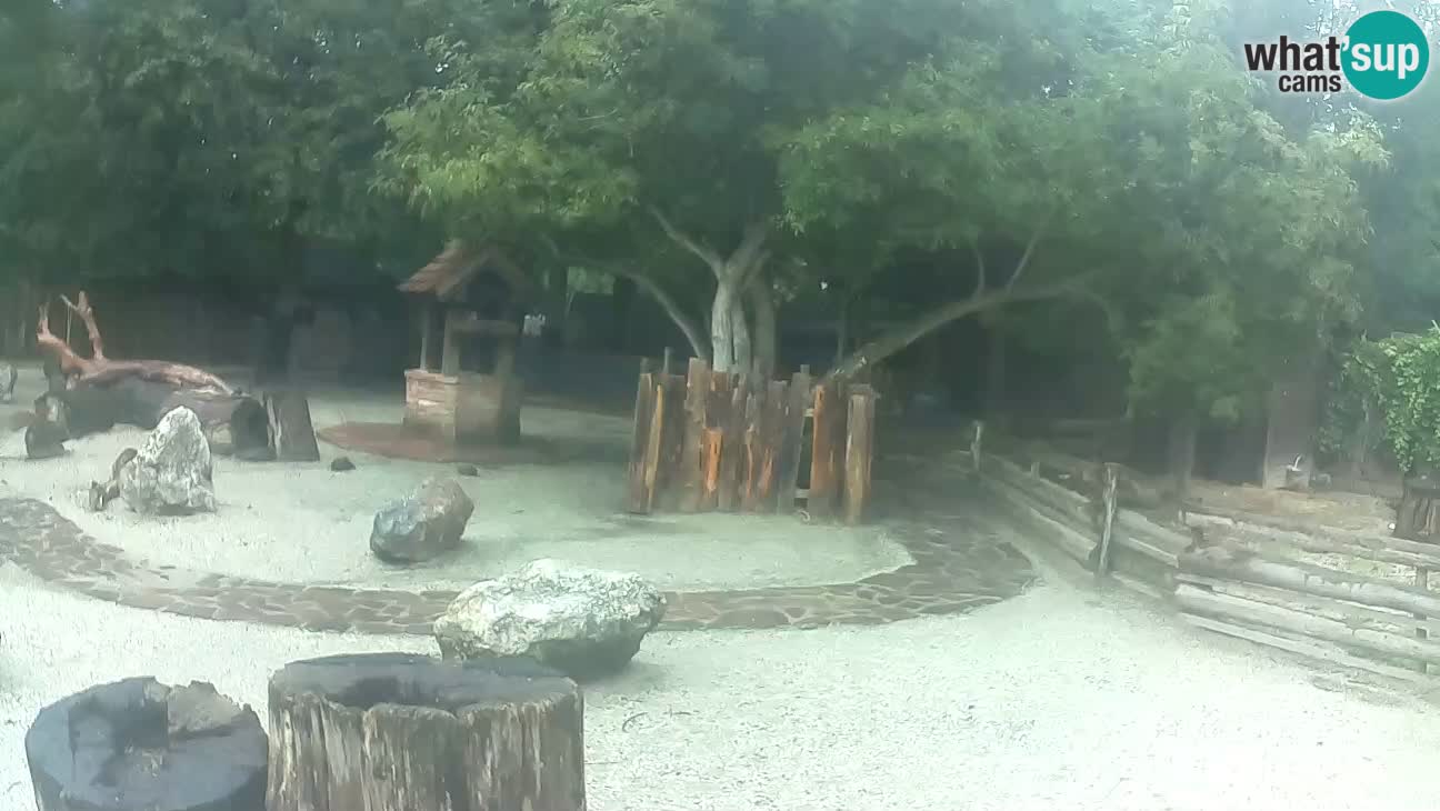 Zoo Zagreb – Cebo dai cornetti