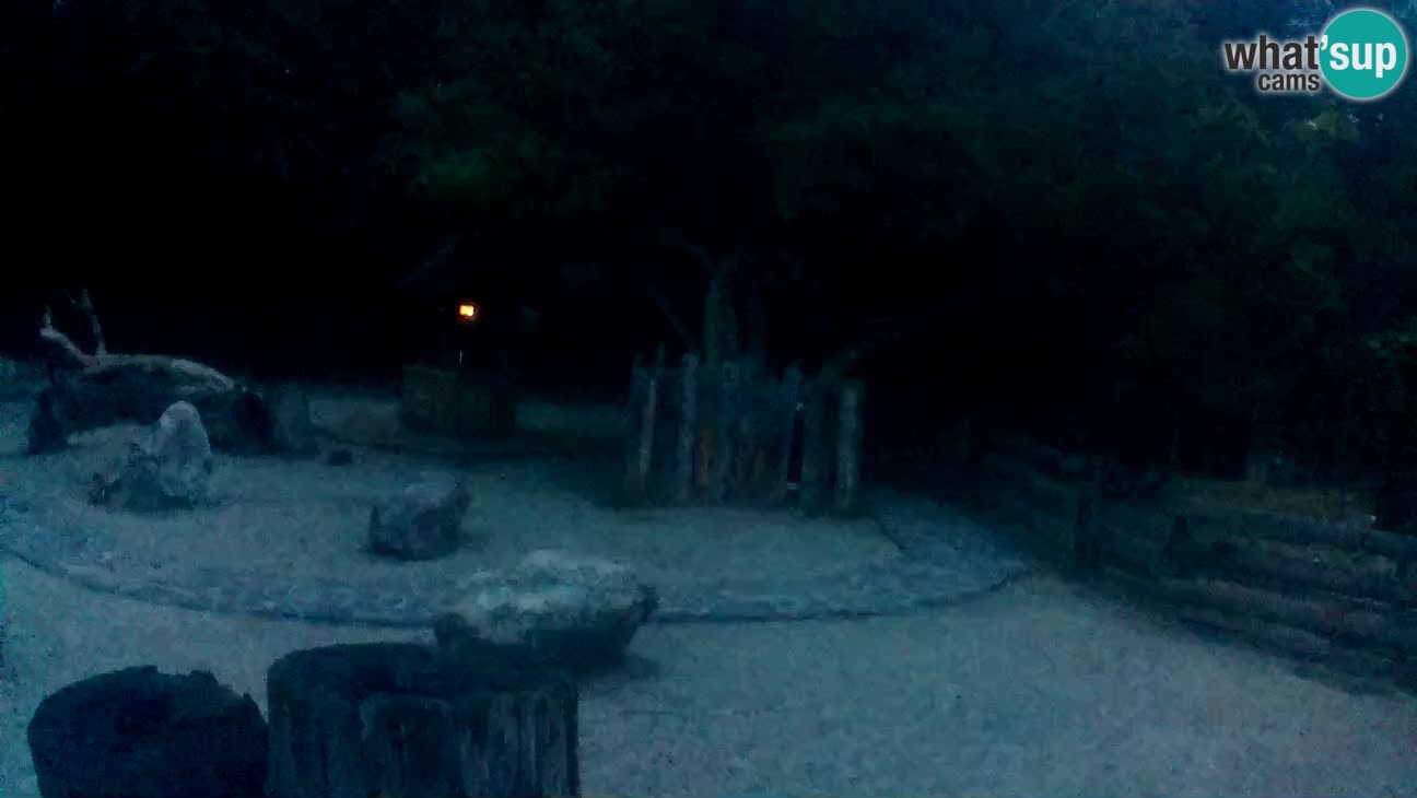 Zoo Zagreb – Rjava kapucinka