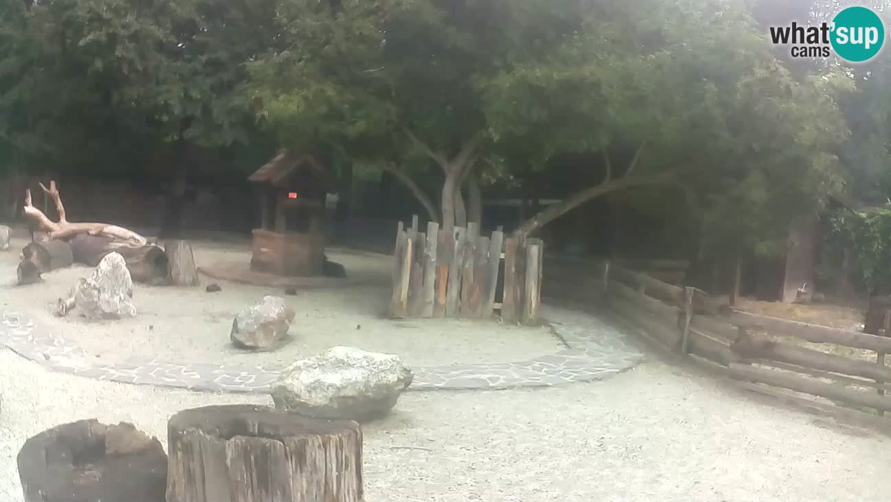 Zoo Zagreb – Cebo dai cornetti