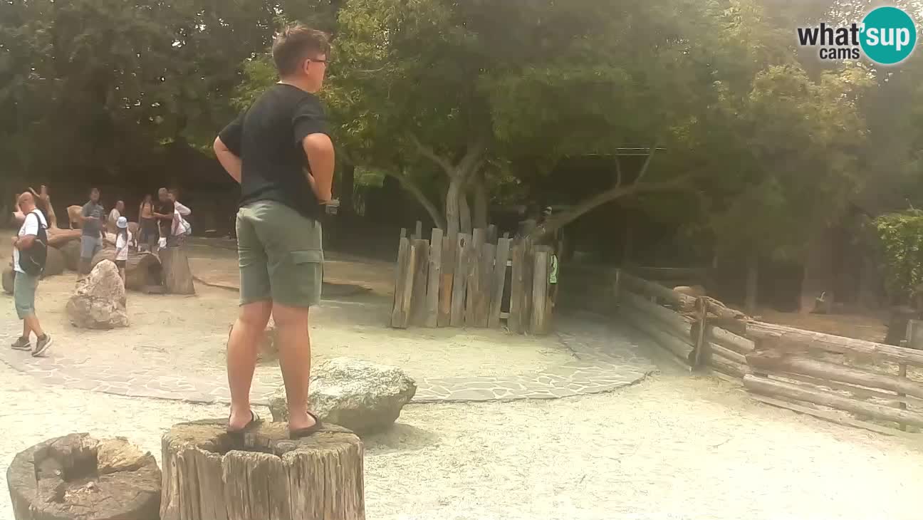 Zoo Zagreb – Haubenkapuziner