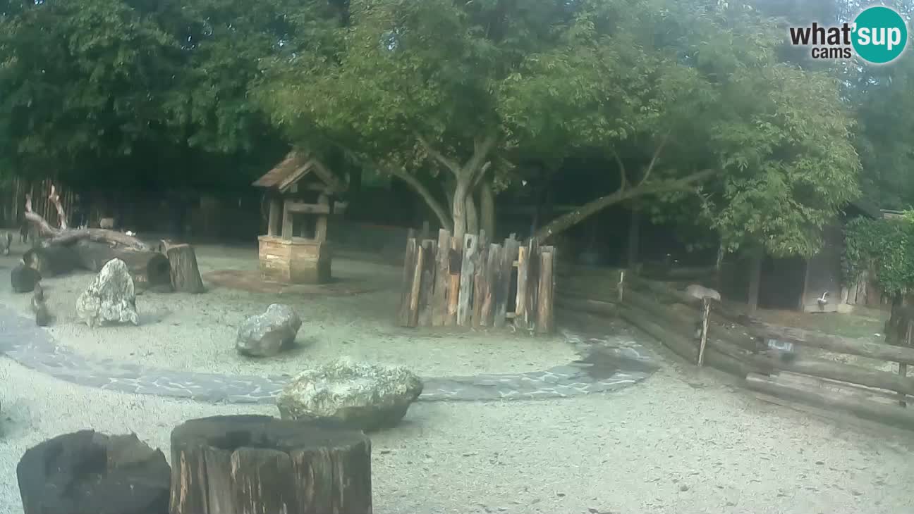 Zoo Zagreb – Brown Capuchin