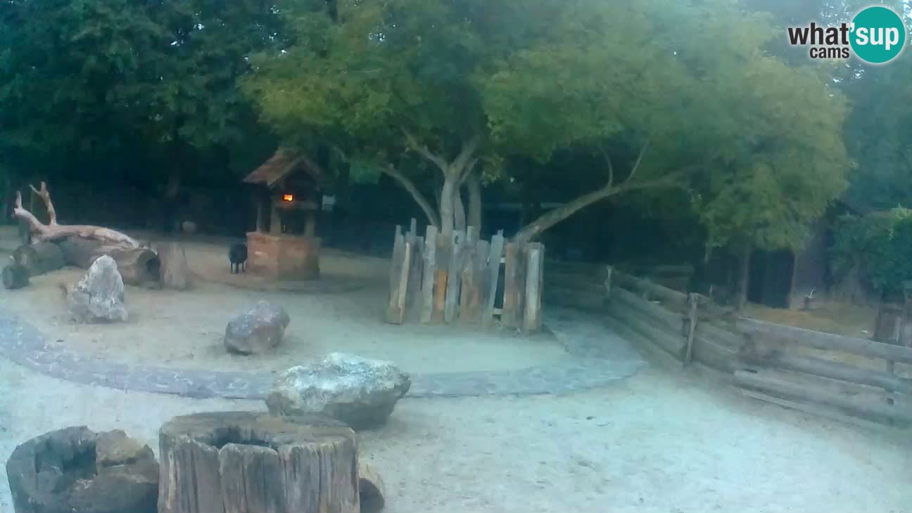 Zoo Zagreb – Brown Capuchin
