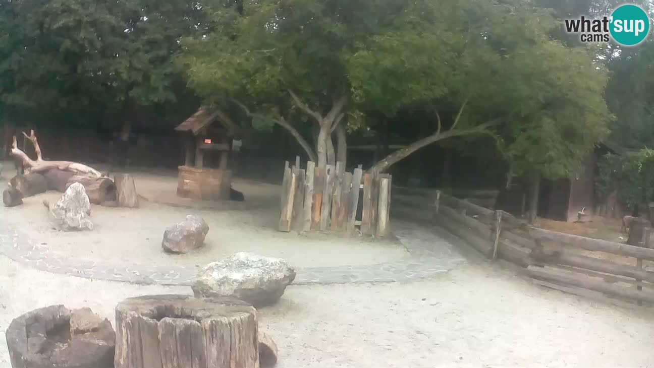 Zoo Zagreb – Brown Capuchin