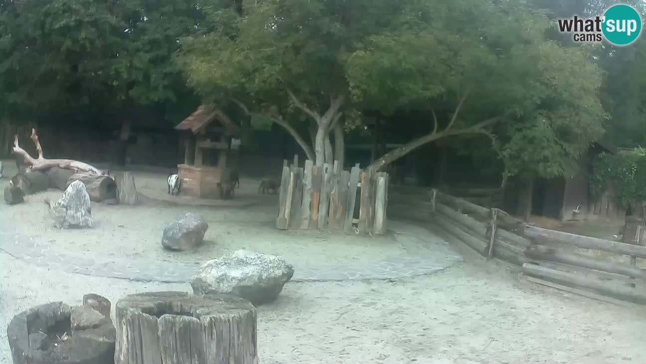 Zoo Zagreb – Brown Capuchin