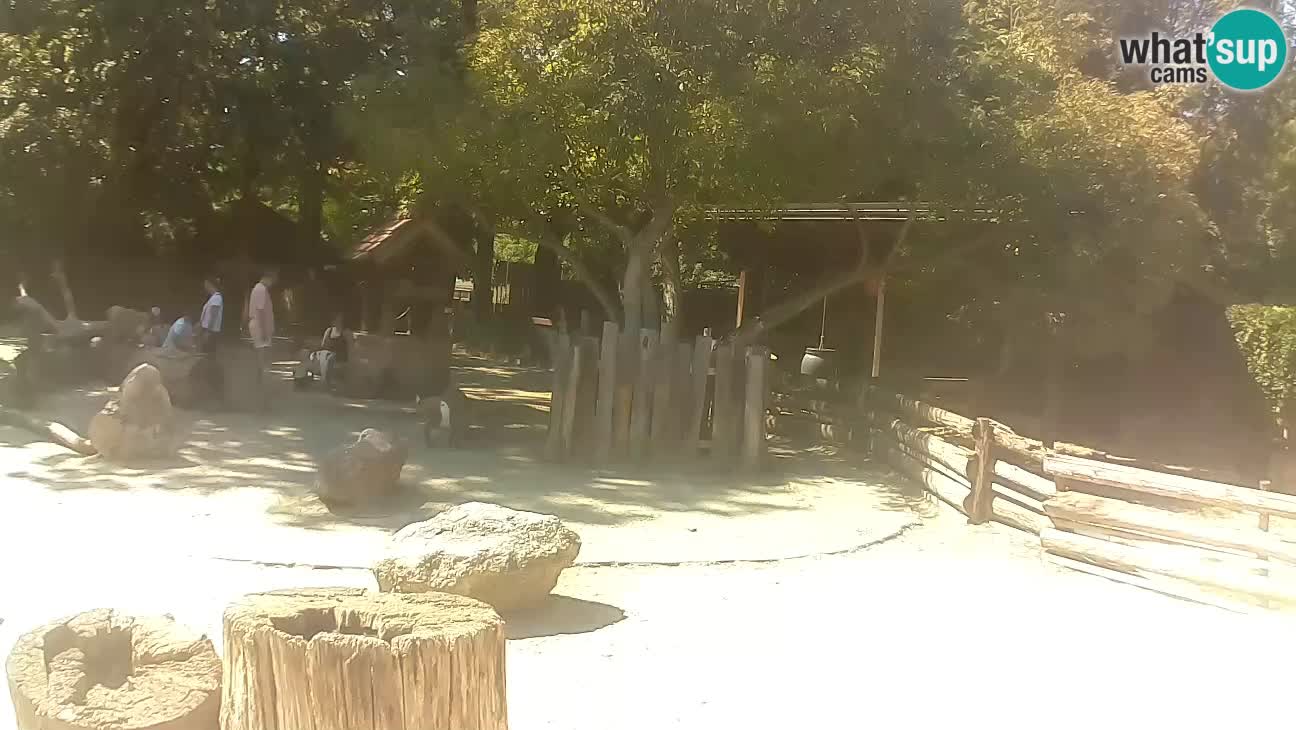 Zoo Zagreb – Brown Capuchin