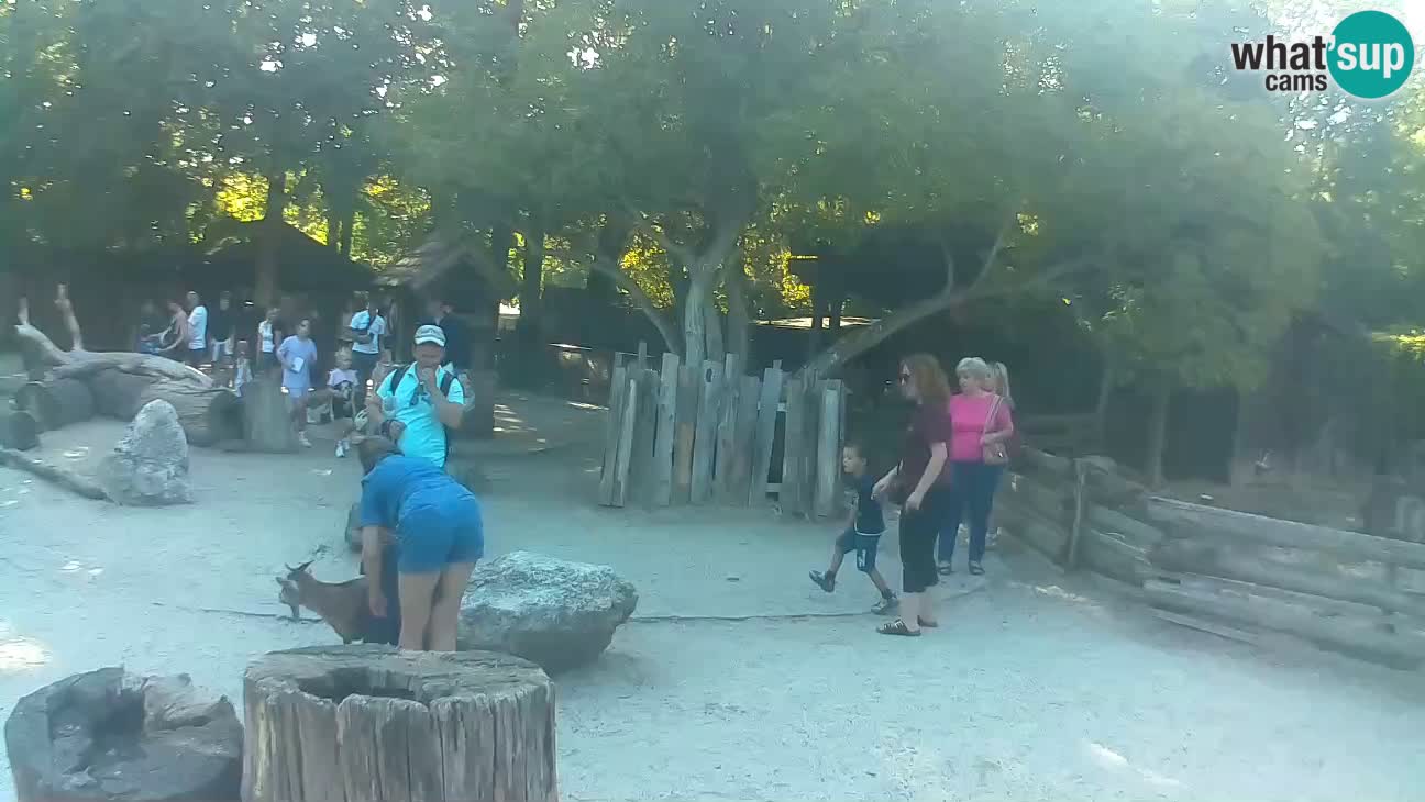Zoo Zagreb – Brown Capuchin