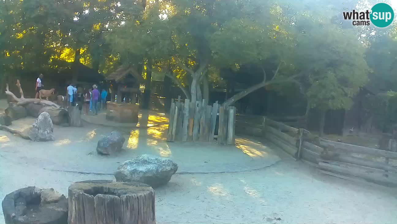 Zoo Zagreb – Brown Capuchin
