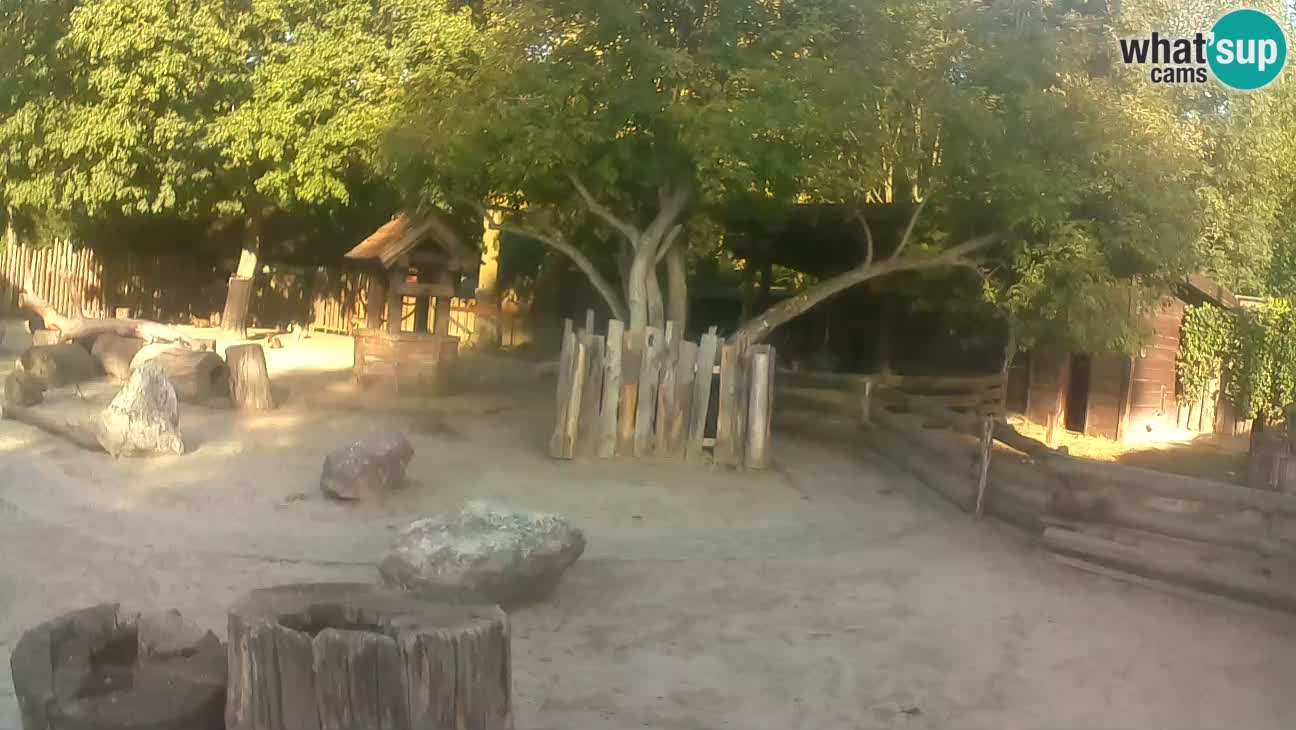 Zoo Zagreb – Brown Capuchin