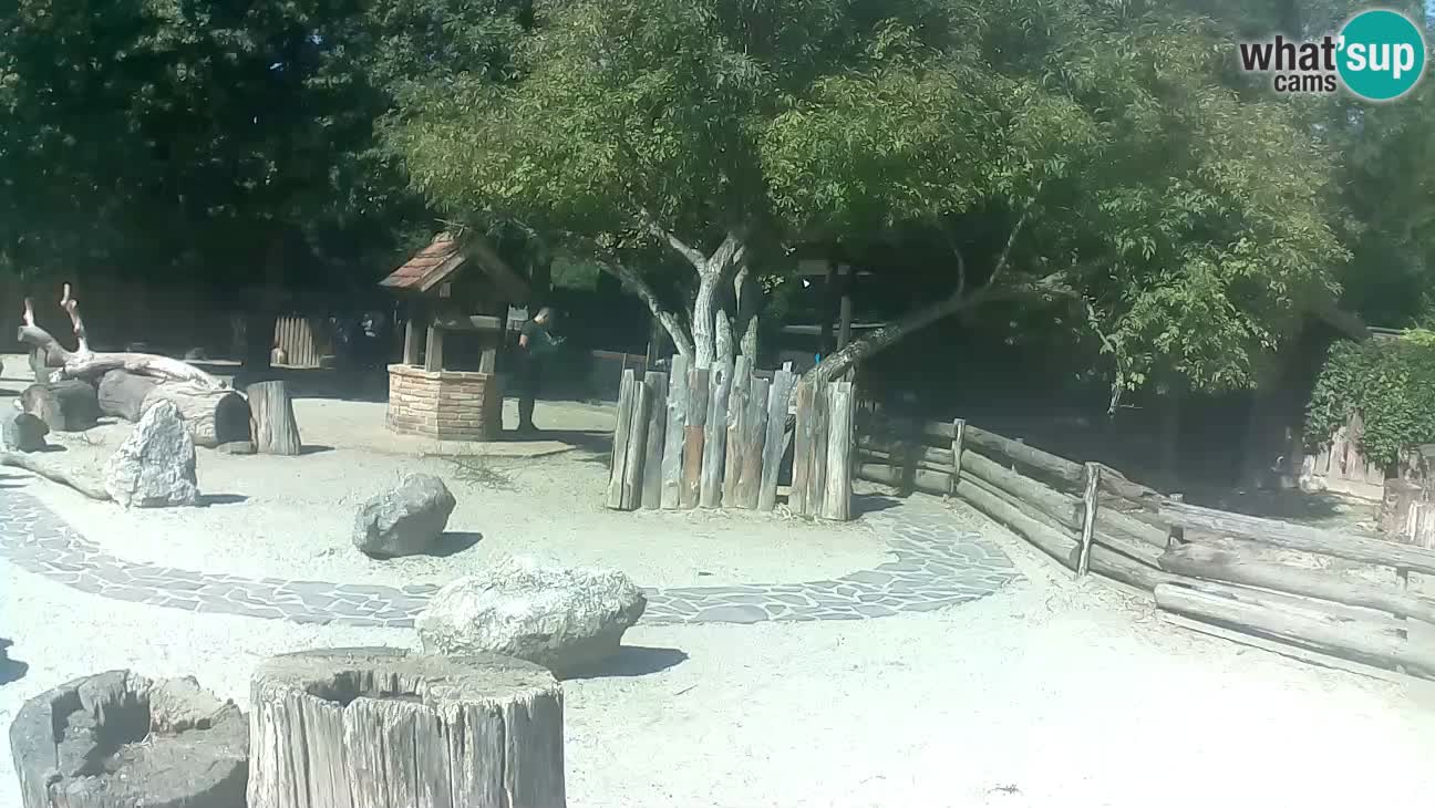 Zoo Zagreb – Cebus apella