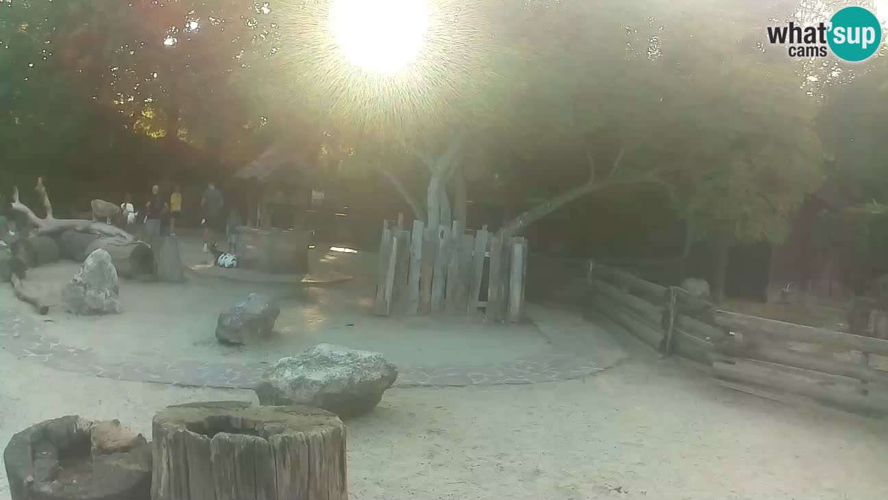 Zoo Zagreb – Haubenkapuziner