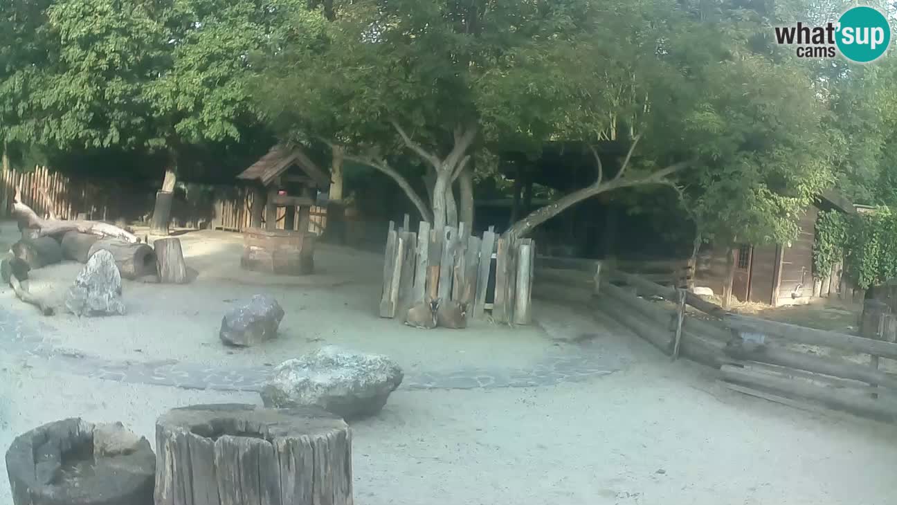 Zoo Zagreb – Brown Capuchin