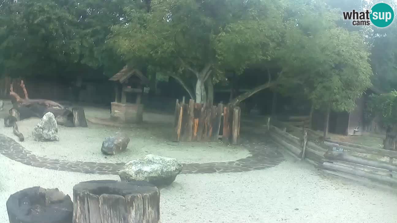 Zoo Zagreb – Rjava kapucinka