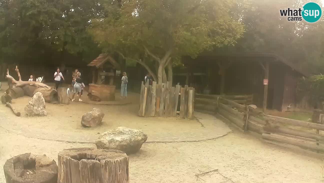 Zoo Zagreb – Brown Capuchin