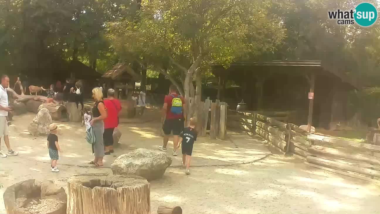 Zoo Zagreb – Brown Capuchin