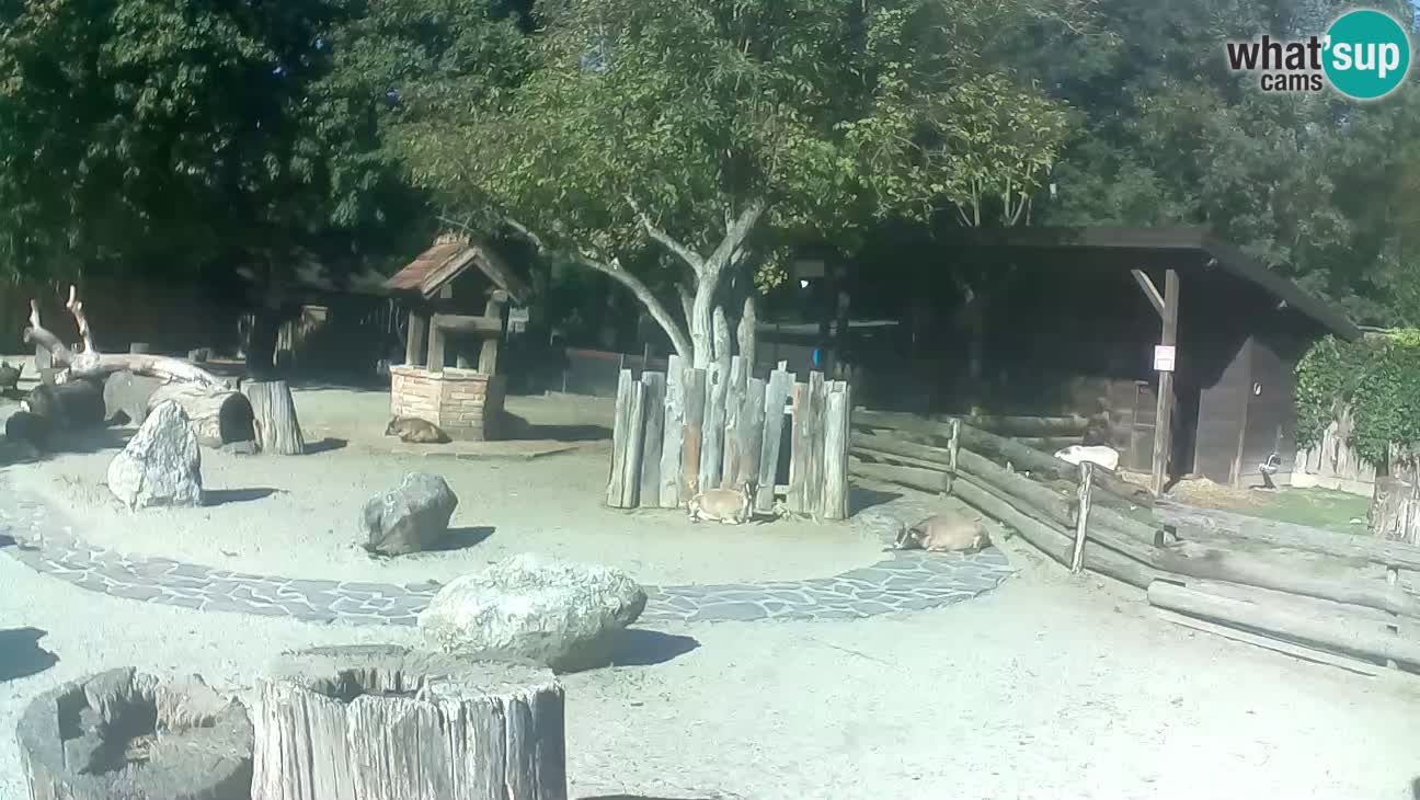 Zoo Zagreb –  Mono maicero