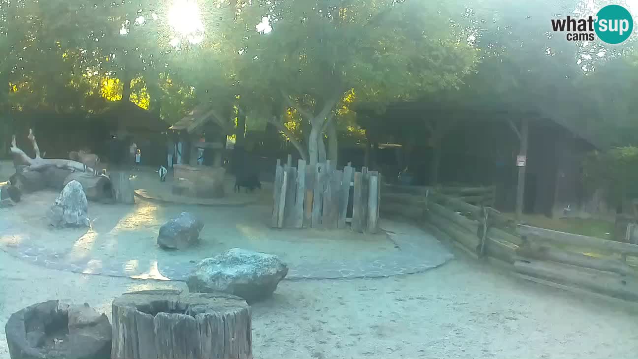 Zoo Zagreb – Cebus apella