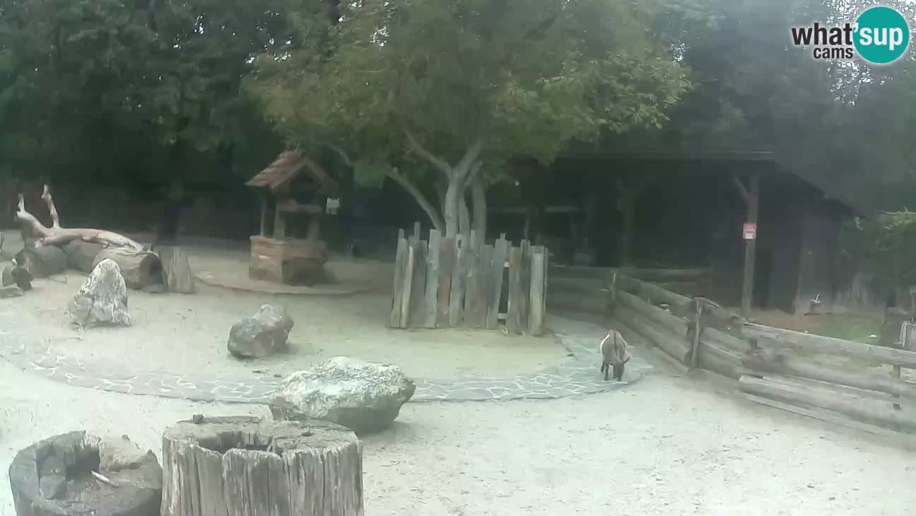 Zoo Zagreb – Brown Capuchin