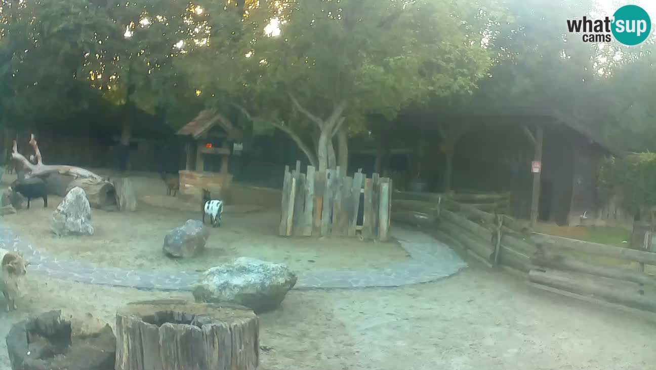 Zoo Zagreb – Brown Capuchin