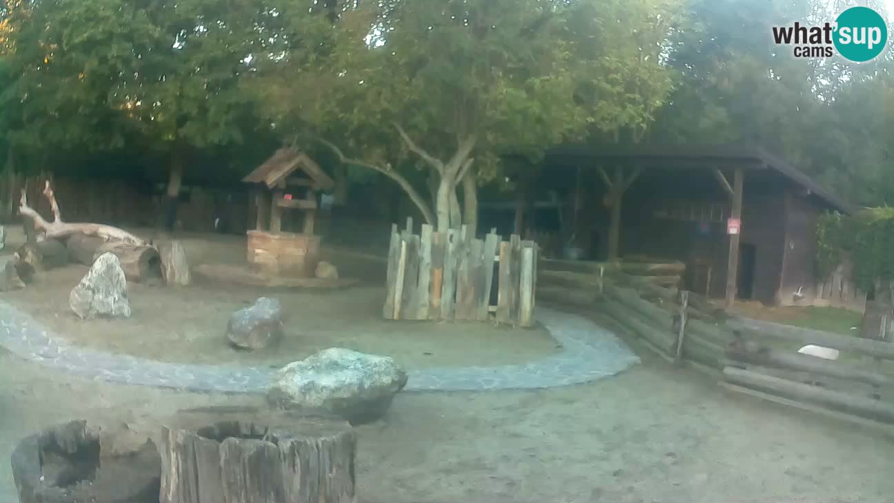 Zoo Zagreb – Brown Capuchin