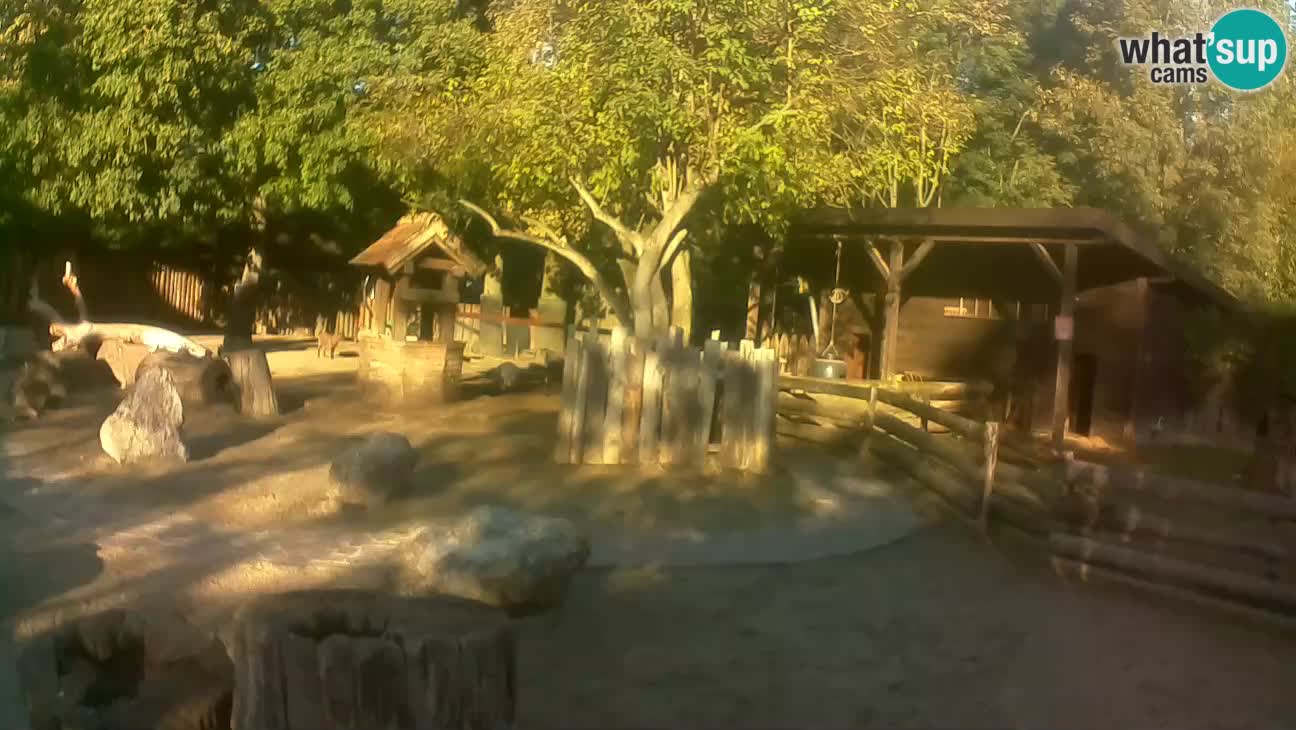 Zoo Zagreb – Brown Capuchin