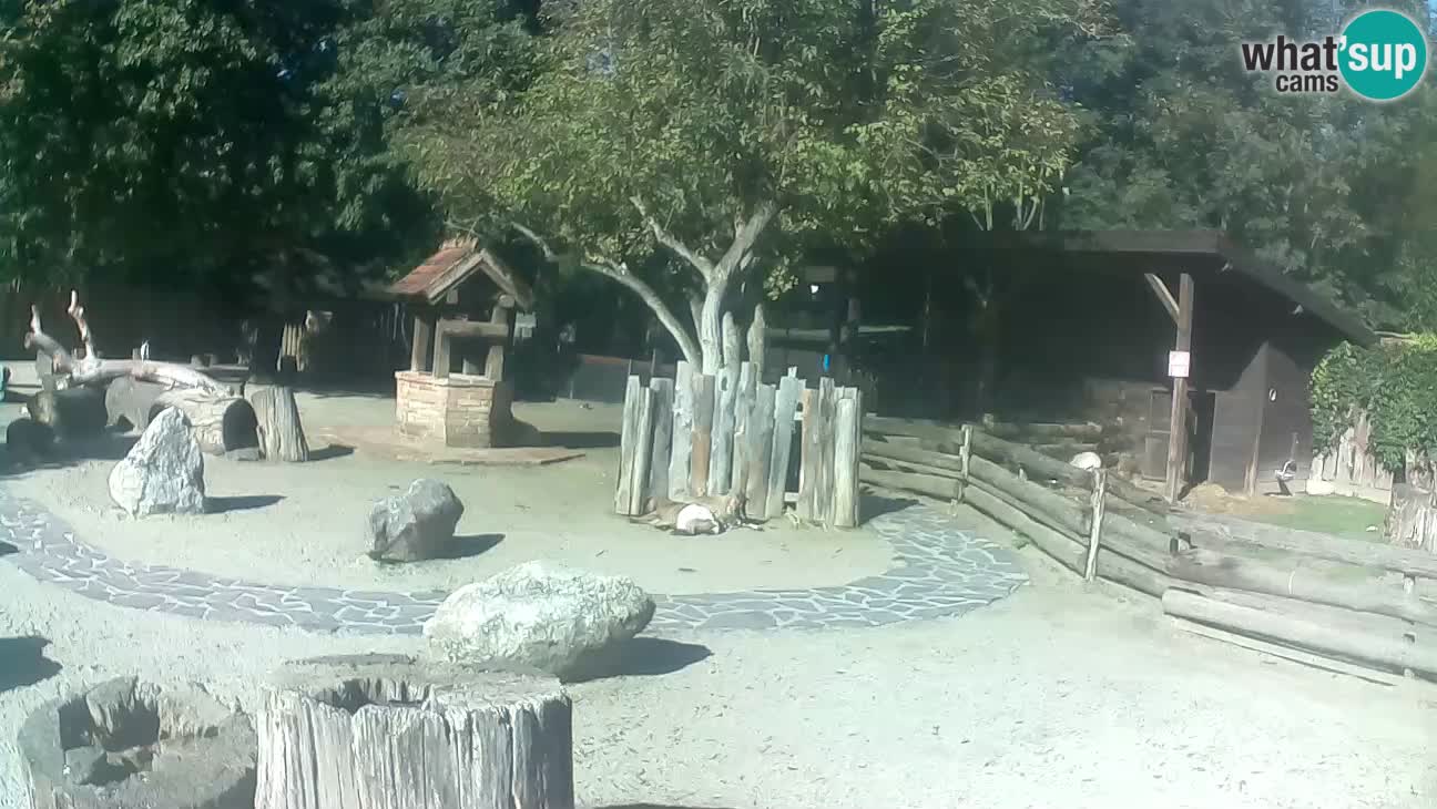 Zoo Zagreb – Brown Capuchin