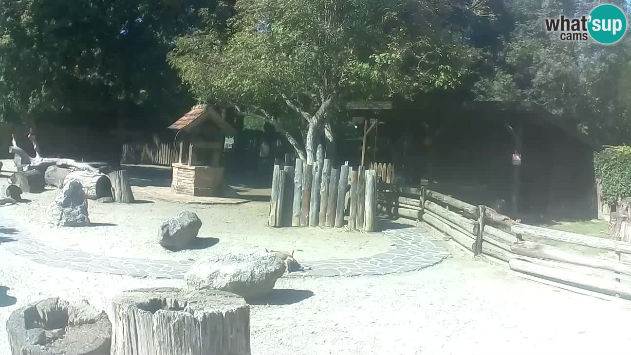 Zoo Zagreb – Brown Capuchin
