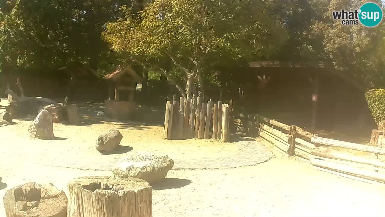 Zoo Zagreb – Cebo dai cornetti