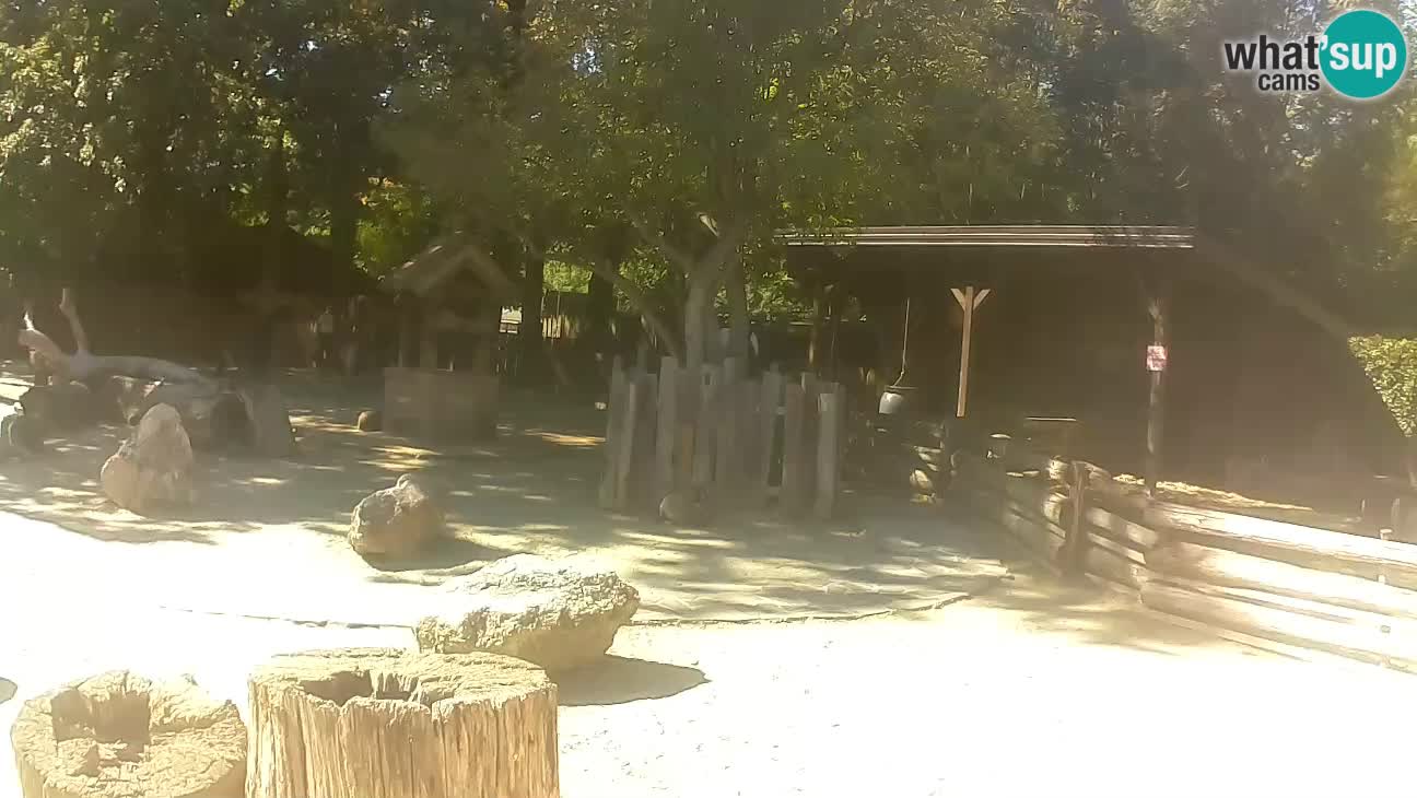 Zoo Zagreb – Brown Capuchin