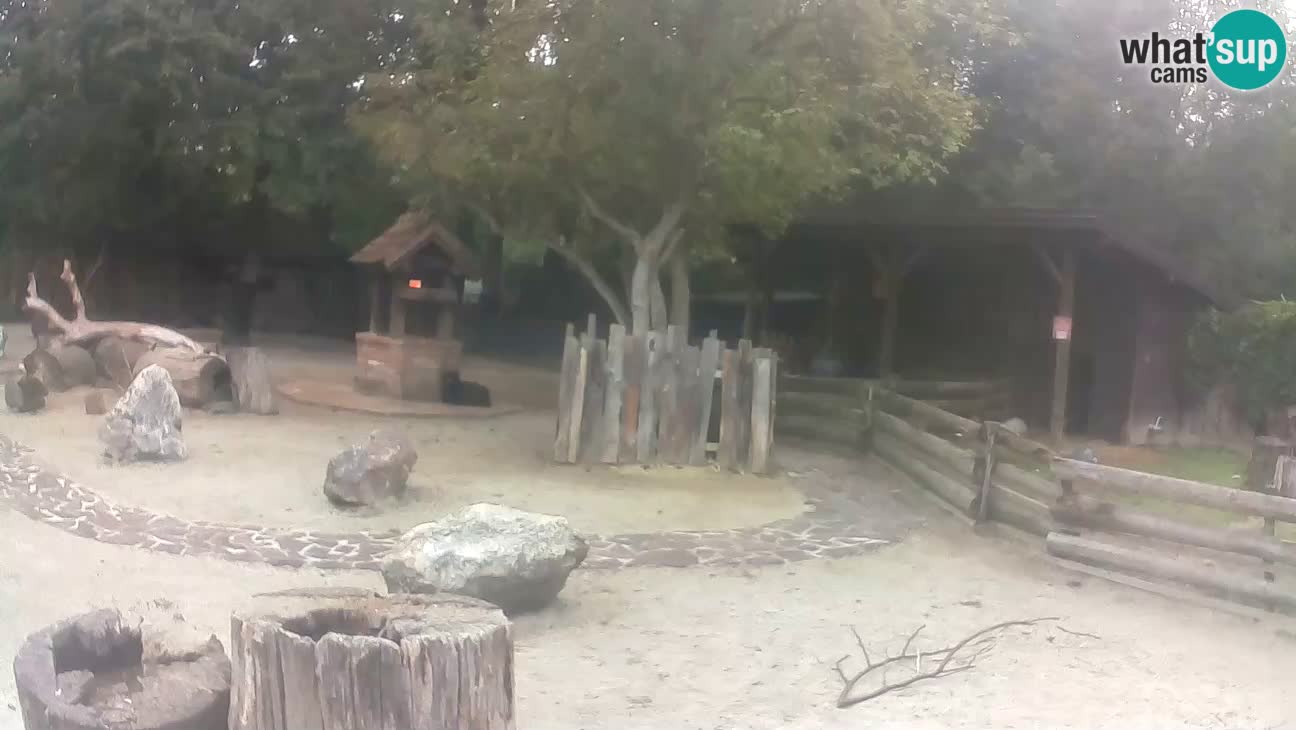 Zoo Zagreb – Brown Capuchin
