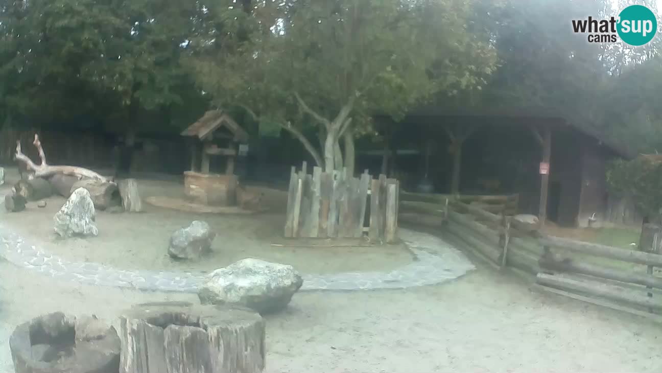 Zoo Zagreb – Brown Capuchin