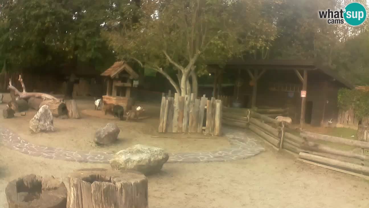 Zoo Zagreb – Haubenkapuziner
