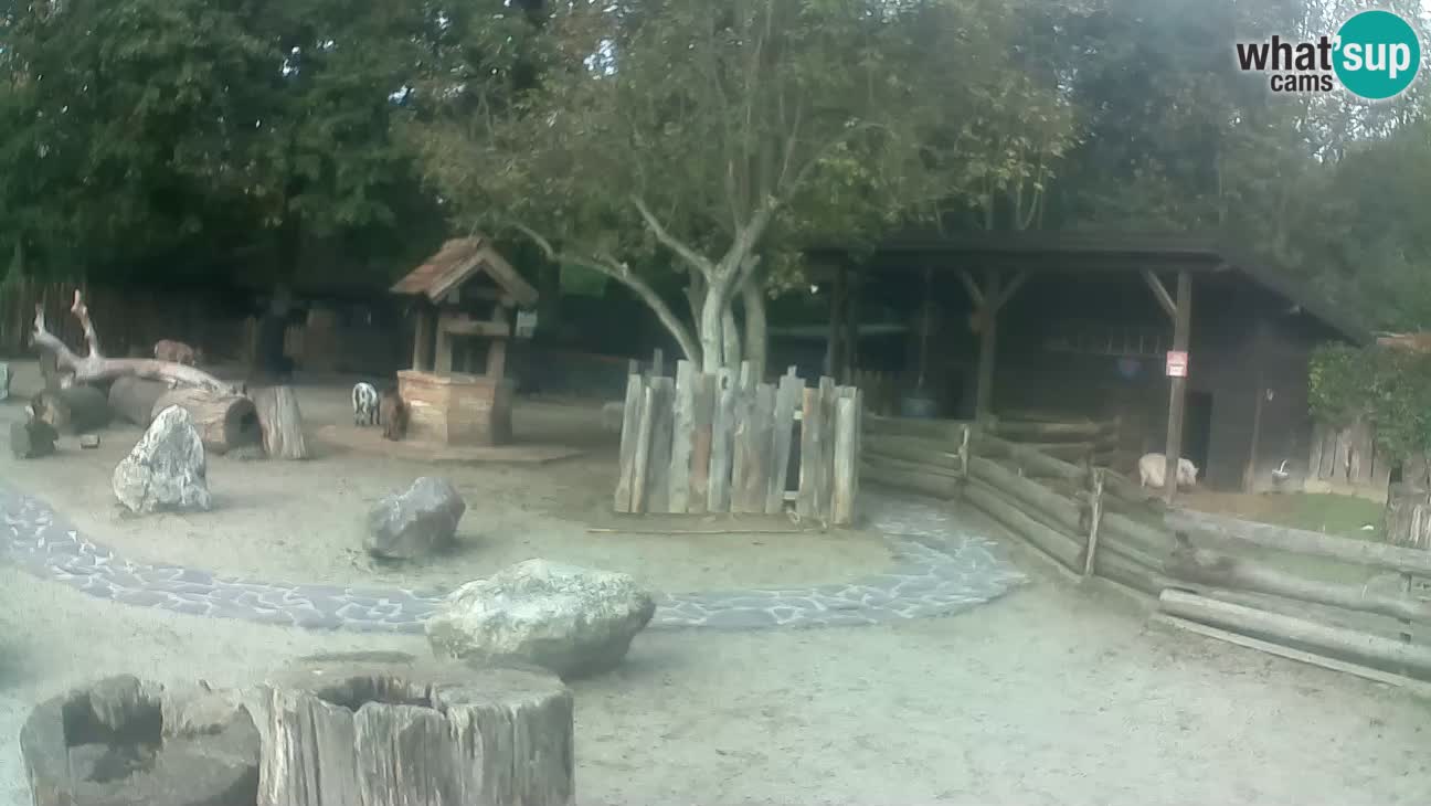 Zoo Zagreb – Brown Capuchin